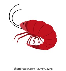 big red shrimp crustacean sea animal