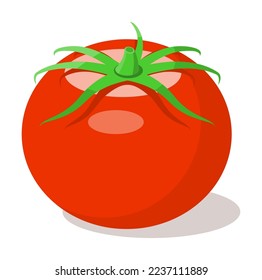 Gran tomate rojo con cola verde aislado en fondo blanco. Ilustración del vector