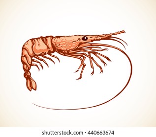 Big red whisker tiger Caridea isolated on white background. Freehand outline ink hand drawn picture sketchy in art scribble retro style pen on paper. Closeup view with space for text