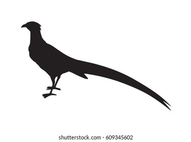 Big ringneck Phasianinae standing on light backdrop. Dark ink hand drawn picture logo symbol in art retro print style. Closeup side view with space for text