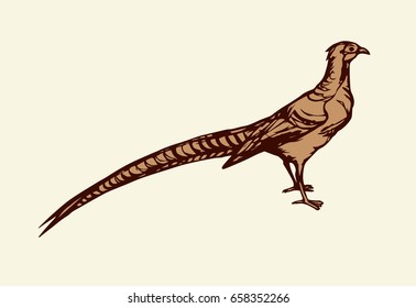 Big ringneck Phasianinae standing on light backdrop. Freehand linear dark ink hand drawn picture logo symbol sketchy in art retro scribble style pen on paper. Closeup side view with space for text