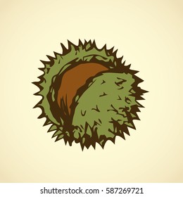Big ripe green Fagaceae pod isolated on white backdrop. Bright color hand drawn picture sketchy in art retro scribble style. Closeup view with space for text