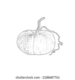 Big ripe pumpkin.Vector black and white illustration.