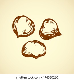 Big ripe raw fresh tasty auburn Fagaceae capsule isolated on white backdrop. Freehand outline ink hand drawn picture sketchy in art vintage doodle style pen on paper. Closeup view with space for text