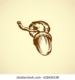 Big ripe raw fresh tasty robur Quercus pod isolated on white backdrop. Freehand outline ink hand drawn picture sketchy in art retro scribble style pen on paper. Closeup view with space for text