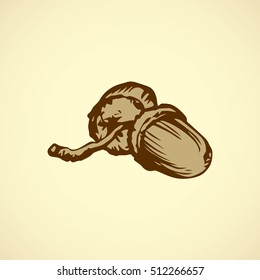 Big ripe robur Quercus pod isolated on white backdrop. Freehand outline ink hand drawn picture sketchy in art retro scribble style pen on paper. Closeup view with space for text
