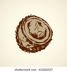 Big ripe tasty cocoanut pod isolated on white backdrop. Freehand outline ink hand drawn picture logo sketchy in art vintage scribble style pen on paper. Closeup view with space for text