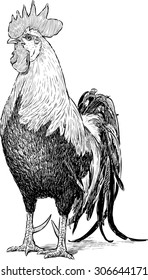 big rooster
