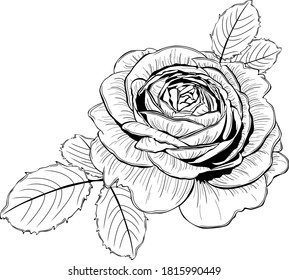 Big rose flower with leaves. Vector image