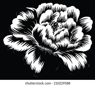 Big rose single white with black background.