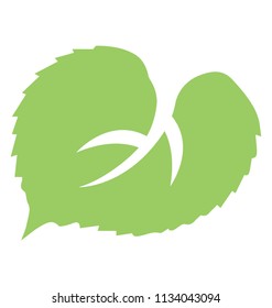 
A big rough heart shaped leaf with corner like edges and numerous pores on the skin, linden leaf 
