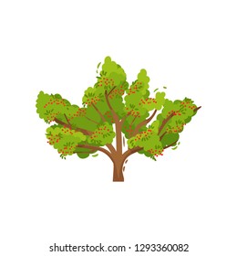 Big rowan tree with ripe red berries and green foliage. Organic product. Agricultural plant. Flat vector icon