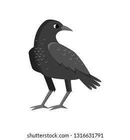 Big rugged black crow isolated on white background