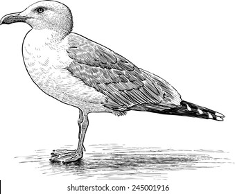 big sea gull