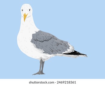 Big Sea gull. Realistic vector bird