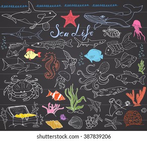 Big sea life animals hand drawn sketch set. doodles of fish, shark, octopus, starfish and crab, whale and sea turtle, seahorse and seashells and lettering, on chalkboard.