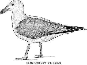 big seagull
