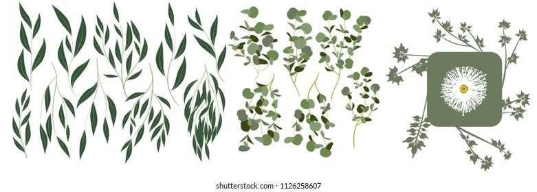 Big Selection of Green Eucalyptus Leaf. Vector Branches Set. Vintage Greenery. Elegant Decorative Elements for Rustic Wedding Design, Invitation, Card. Different Eucalyptus Leaves in Watercolor Style.