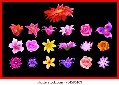 Big Selection of Various Flowers Isolated on Black Background. Red, Pink, Yellow, Pink Colors including rose, dahlia, marigold, zinnia, straw flower, sunflower, daisy, primrose and other wildflowers