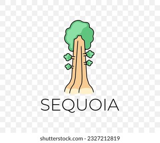 Big sequoia in the national park, nature, trees and plant, colored graphic design. Forest, forestry, redwood, pine, landscape and environment, vector design and illustration
