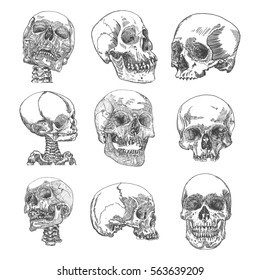 Big set of anatomic skulls in different directions and conditions, weathered and museum quality, medical study detailed hand drawn illustration. T-shirt rock music prints. Vector Art. 