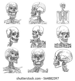 Big set of anatomic skulls in different directions and conditions, weathered and museum quality, medical study detailed hand drawn illustration. T-shirt rock music prints. Vector Art. 