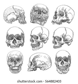 Big set of anatomic skulls in different directions and conditions, weathered and museum quality, medical study detailed hand drawn illustration. T-shirt rock music prints. Vector Art. 