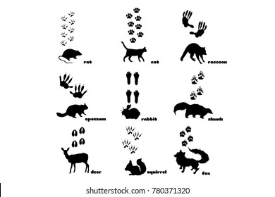 Big set of Animal Footprints Tracks Vector