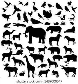 Big Set of Animals. Mammals, Reptiles, Amphibian, Birds and other.Vector illustration Design.