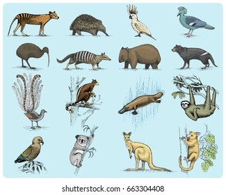 big set of australian and new zealand symbols, animal engraved, hand drawn vector , vintage drawing tasmanian wolf, kea parrot, possum, duck billed platypus, devil, numbat. wombat, koala, kiwi bird.