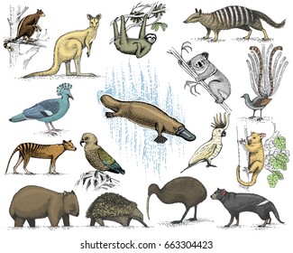 big set of australian and new zealand symbols, animal engraved, hand drawn vector , vintage drawing tasmanian wolf, kea parrot, possum, duck billed platypus, devil, numbat. wombat, koala, kiwi bird.