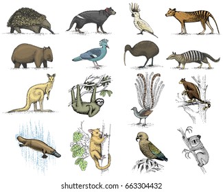 big set of australian and new zealand symbols, animal engraved, hand drawn vector , vintage drawing tasmanian wolf, kea parrot, possum, duck billed platypus, devil, numbat. wombat, koala, kiwi bird.