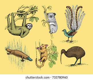 big set of australian and new zealand symbols, animal engraved, hand drawn vector , vintage drawing tasmanian wolf, kea parrot, possum, duck billed platypus, devil, numbat. wombat, koala, kiwi bird.