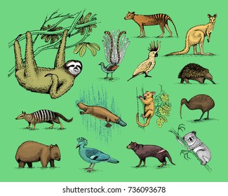 big set of australian and new zealand symbols, animal engraved, hand drawn vector , vintage drawing tasmanian wolf, kea parrot, possum, duck billed platypus, devil, numbat. wombat, koala, kiwi bird.