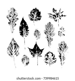 Big set of autumn, fall leaves - oak, maple, birch - hand made ink print, stamp set, isolated black and white vector illustration. Hand printed set of black and white leaves, fall, autumn symbols