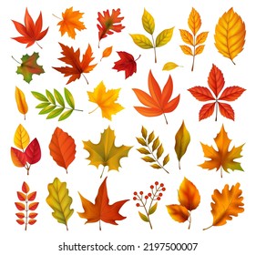 Big set of autumn leaves from different kind of trees Set of colorful autumn leaf oak, maple, rowan and acorns. Vector illustration isolated on white