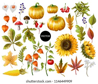 Big set of autumn leaves, fruits, berries and vegetables. 