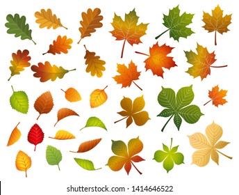 Gran conjunto de hojas de otoño. Follaje abierto de arce, roble, castaño, abedul aislado sobre fondo blanco. Silueta de ilustración vectorial. Colección de plantillas de otoño para banner, tarjeta de invitación y volante.
