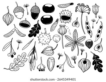 Big set of autumn leaves, tree seeds, acorns and chestnuts. Monochrome hand-drawn vector illustration.
