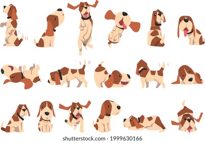 Big Set of Beagle Dogs in Different Poses, Cute Funny Dog with Brown White Coat and Long Ears Cartoon Vector Illustration