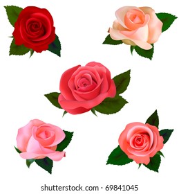 Big set of a beautiful colored roses. Vector illustration.