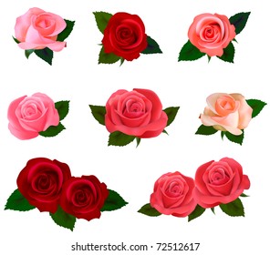 Big set of a beautiful colored roses. Vector illustration.