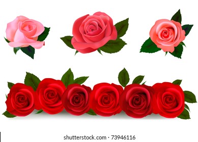 Big set of a beautiful colored roses. Vector illustration.