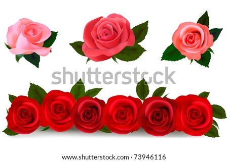 Big set of a beautiful colored roses. Vector illustration.