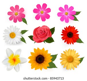 Big set of beautiful colorful flowers. Vector illustration.