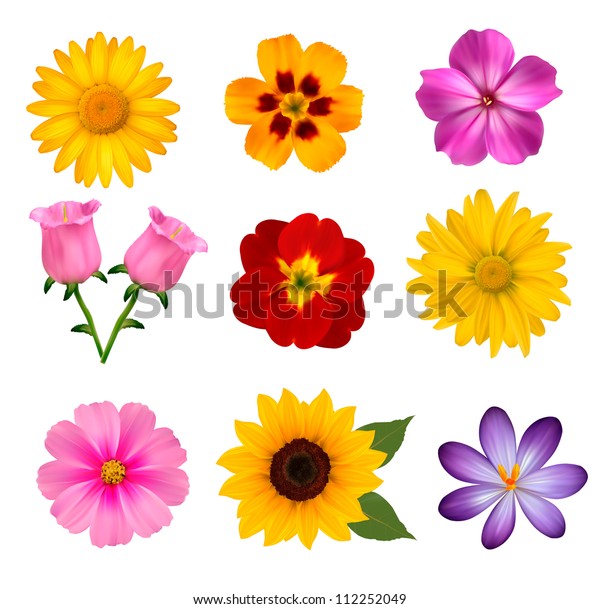 Big Set Beautiful Colorful Flowers Vector Stock Vector (Royalty Free ...