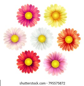 Big set of beautiful colorful spring daisy flowers isolated on white background. Vector illustration EPS10