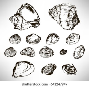 Big set of beautiful hand drawn thin line black shells. Sea sketch design element collection isolated on white. Vector illustration.