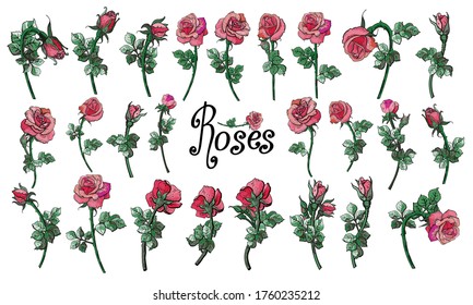 Big set of beautiful roses. Isolated collection of decorated flowers element on white background  for your design