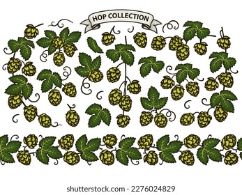 Big set of beer hop branches, cones, and leaves plus beer hop seamless border. Elements for brewery design in vintage engraving style. Hand drawn vector illustration isolated on white background. 